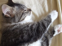 Kedi İshal Belirtileri ve Tedavisi