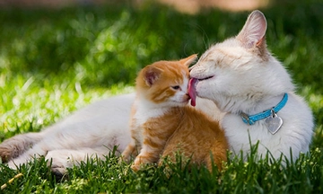 Anne Kedi Türleri ve Özellikleri