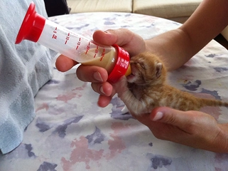 Annesiz Yavru Kedi Bakımı